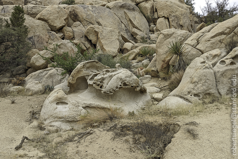 Desert Biogeography of Joshua Tree National Park